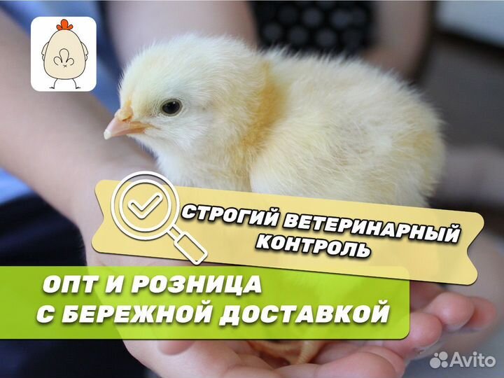 Суточные цыплята бройлеры с доставкой