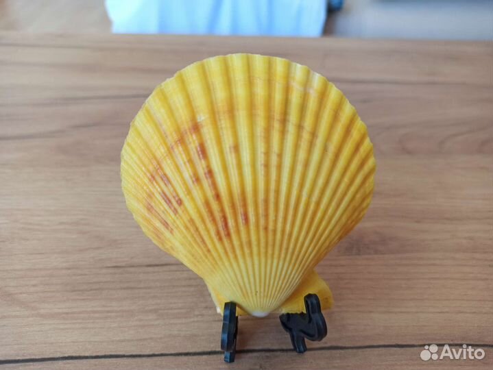 Морская раковина