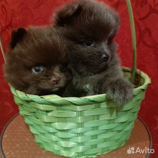 Щенки шпица