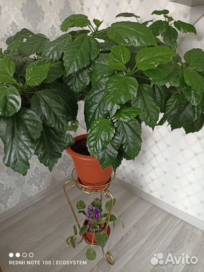 Комнатные растения