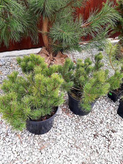 Сосна горная Мугус