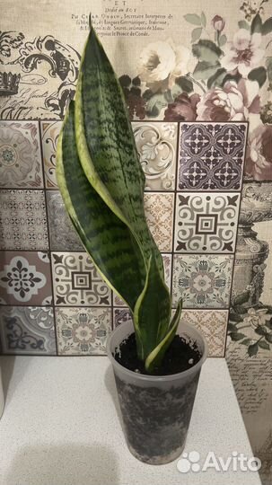 Сансевиерию футура суперба