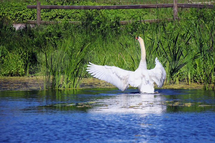 Участок 12 сот. (ИЖС)