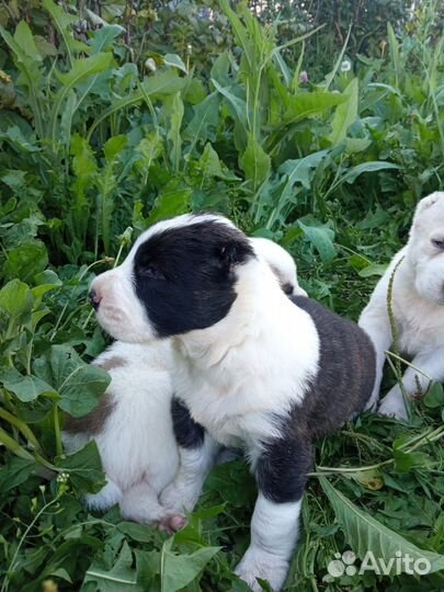 Продаются щенята алабая