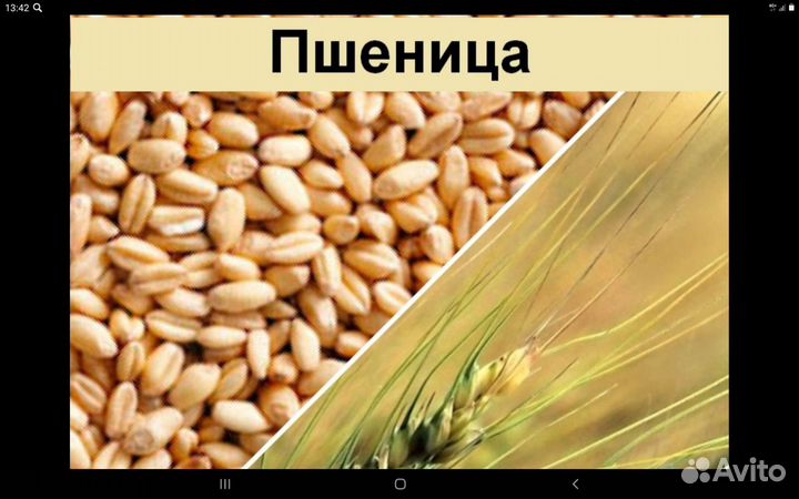Зерно пшеница
