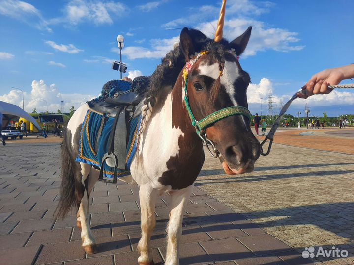 Жеребец пони