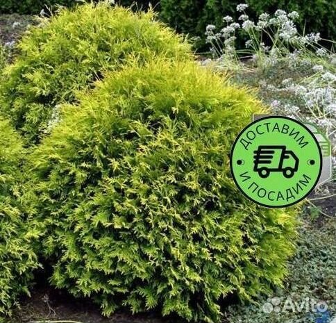 Туя Глобоза