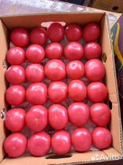 Продам помидоры оптом