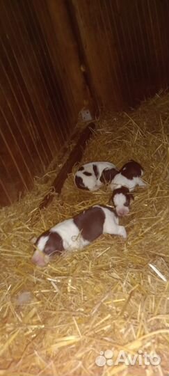 Щенки Русской пегой гончей
