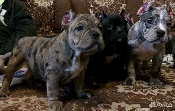 Американский булли покет