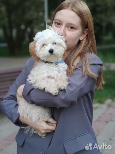 Щенок Мальтипу f1 очаровашка