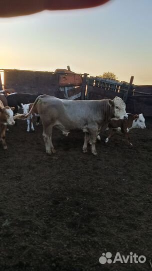Продаётся бычки и тёлки