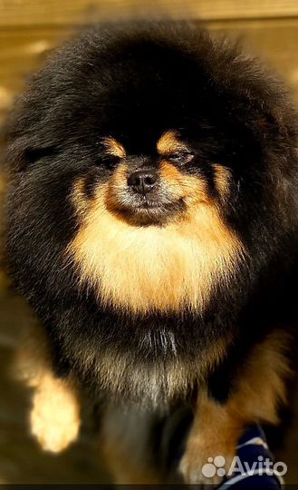 Неотразимая девчуля