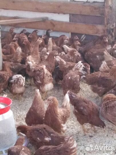 Куры несушки. Ломан браун. Легорн. Доминант