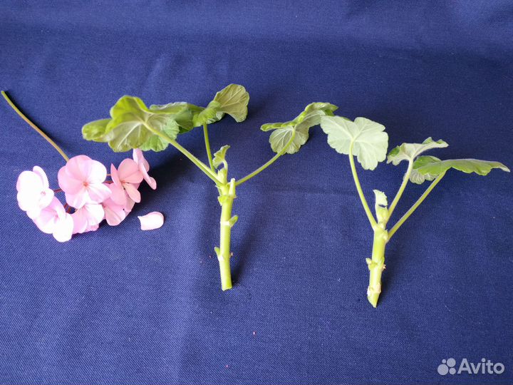 Герань пеларгония срезы черенки