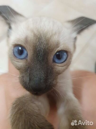 Ориентальные котята