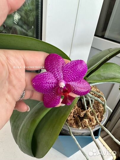 Орхидея фаленопсис Gigan Sun