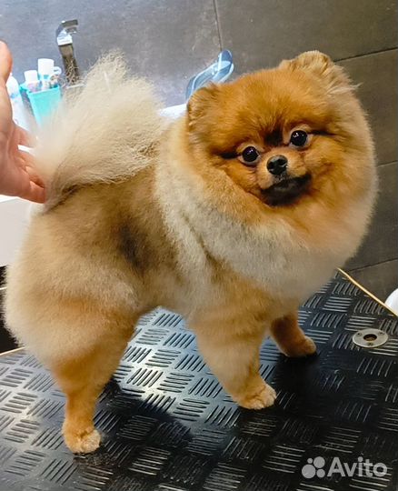 Груминг собак и кошек, УЗ чистка зубов