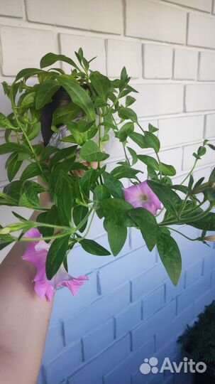 Петуния ампельная