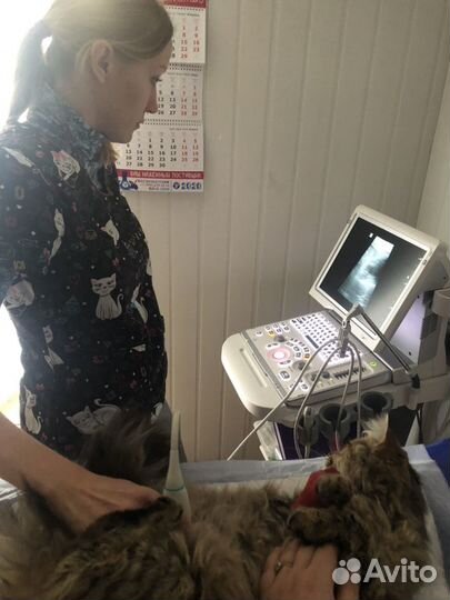 Ветеринарная клиника 24 часа, витаминкомбина