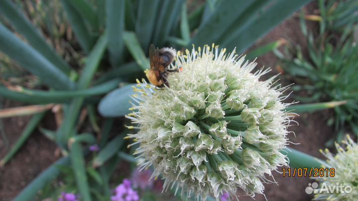 Лук алтайский