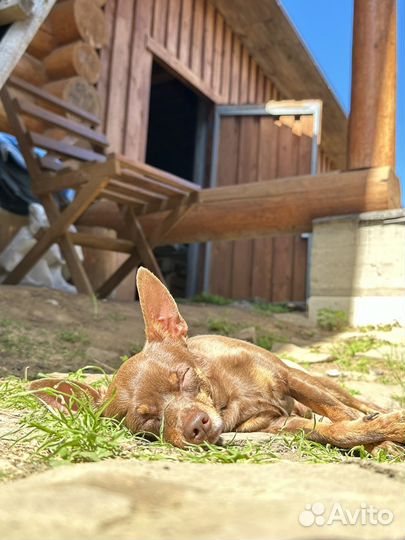 Вязка той-терьер мальчик