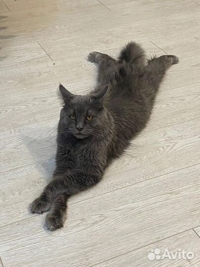 Котята мейн-кун