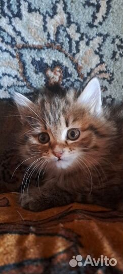 Сибирская кошка