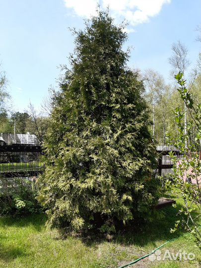 Туя брабант саженцы 25-30 см