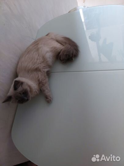 Кот для вязки