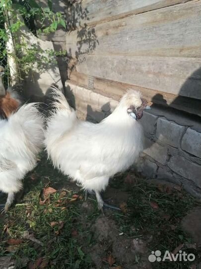 Продам кур китайских шелковых