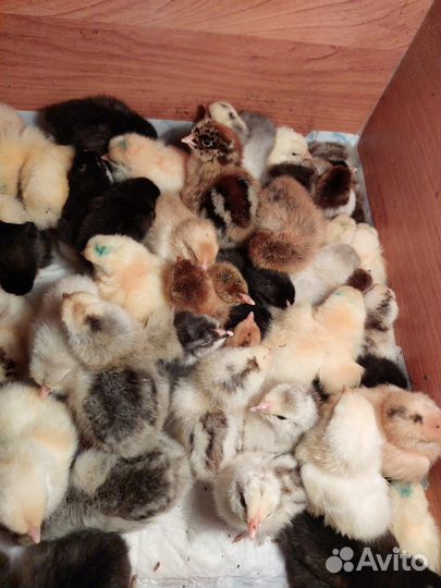 Цыплята от породных кур