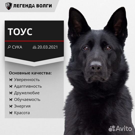 Щенки немецкой овчарки