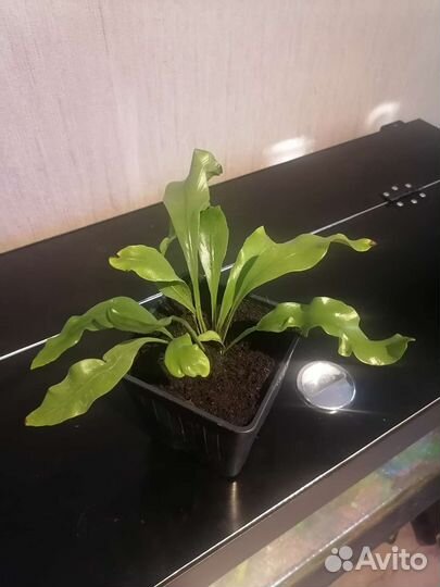 Папоротники