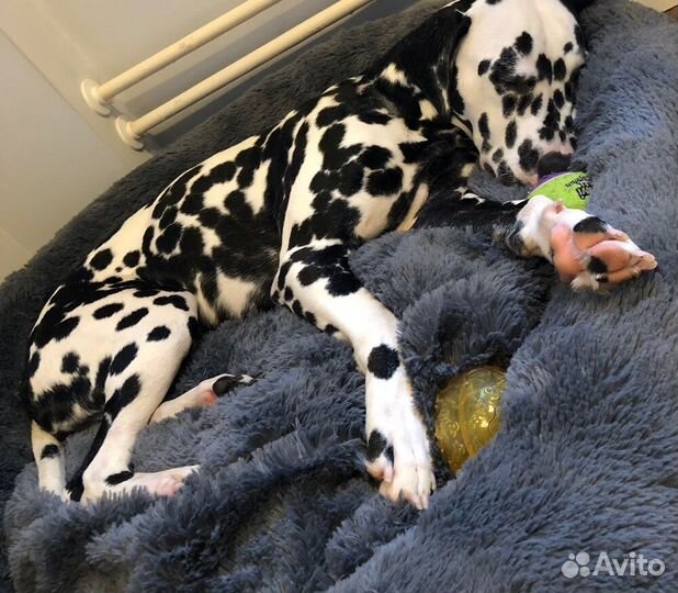 Лежанка для собаки кошки Бесплатная доставка