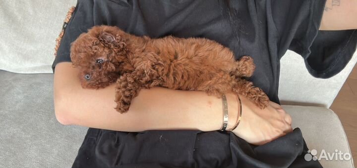 Мальтипу микро тикап тедди пудель ohh babyy redddd