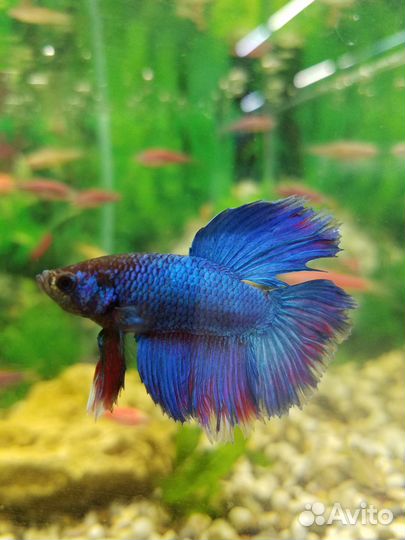 Всё для аквариума