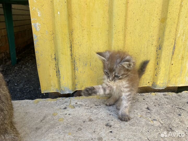 Котята в добрые руки мальчики