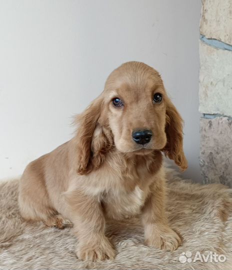 Щенок английского кокер спаниеля