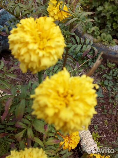 Семена бархатцы лимонного цвета, высотой 40— 50 с