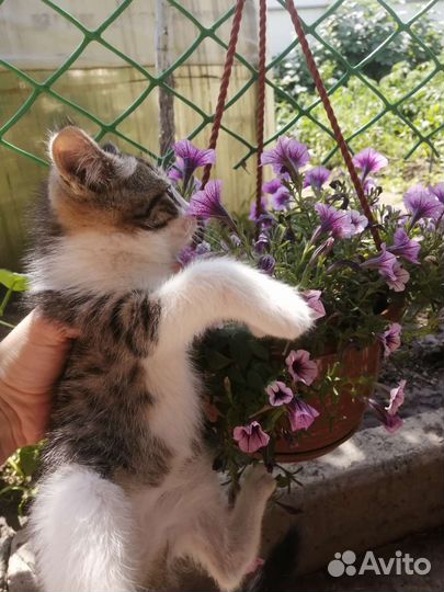 Котенок (девочка) 2 месяца