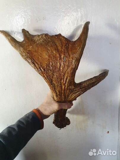 Рога оленя и лося