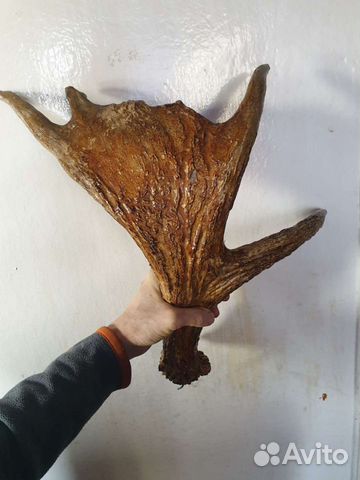 Рога оленя и лося