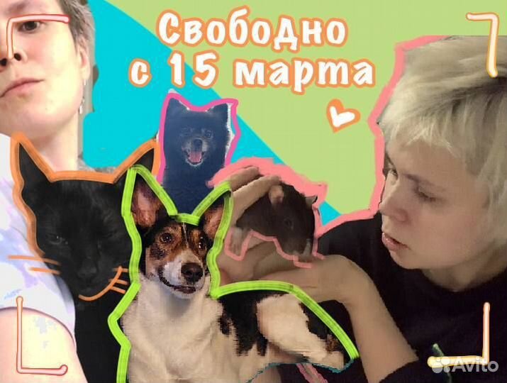 Передержка собак и кошек на дому и с выездом