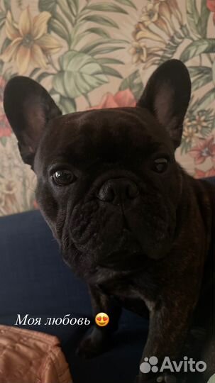 Французский бульдог (вязка)