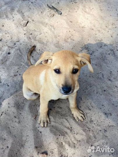 Щенок девочка в добрые руки