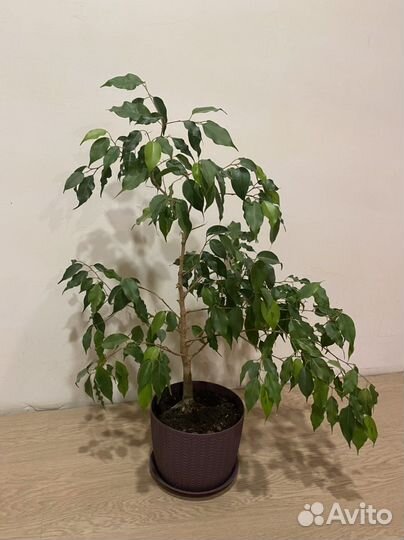 Фикус Бенджамина