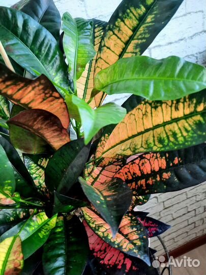 Кротон миссис айстон большой