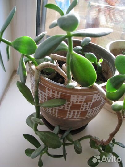 Денежное дерево