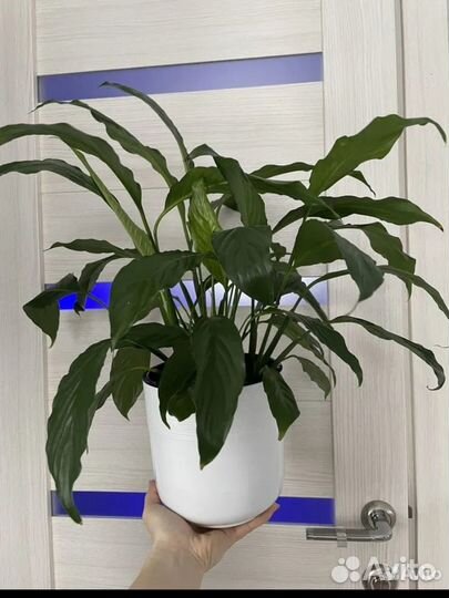 Спатифиллум женское счастье